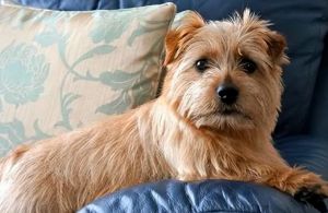 诺福克梗和罗福梗区别_同犬种不同耳朵，聪明忠诚好伙伴