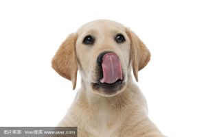 狗喜欢舔主人鼻子_表达爱意与信任