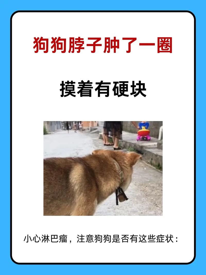 狗狗脖子上的蝴蝶结卡住了怎么办?解决方法和预防技巧分享 狗狗脖子上的蝴蝶结卡住了怎么办?解决方法和预防技巧分享