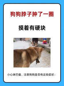 狗狗脖子上的蝴蝶结卡住了怎么办？解决方法和预防技巧分享