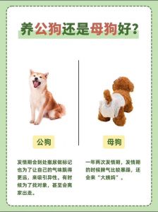 妈妈与小狗的情感连接：小众圈中对妈妈和宠物关系的深刻理解