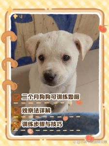两个月拉布拉多怎么训练大小便_幼犬定点便便训练小妙招