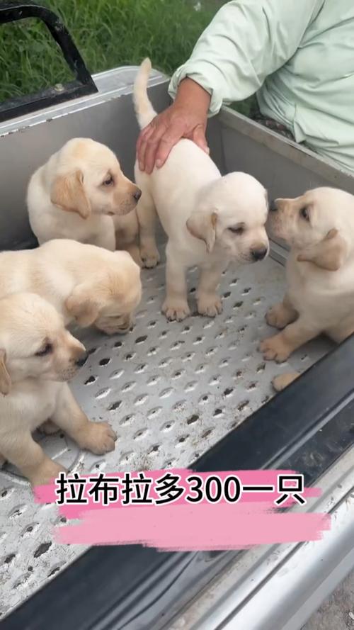 卖拉布拉多50元一只_50元拉布拉多引发养育责任思考 卖拉布拉多50元一只_50元拉布拉多引发养育责任思考