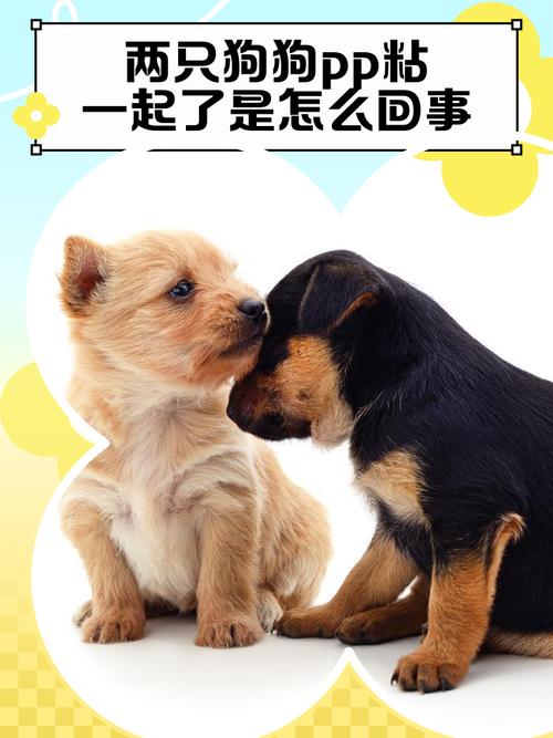为什么两只狗狗会把屁股粘在一起?背后隐藏的行为和意义解析 为什么两只狗狗会把屁股粘在一起?背后隐藏的行为和意义解析