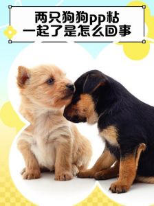 为什么两只狗狗会把屁股粘在一起？背后隐藏的行为和意义解析