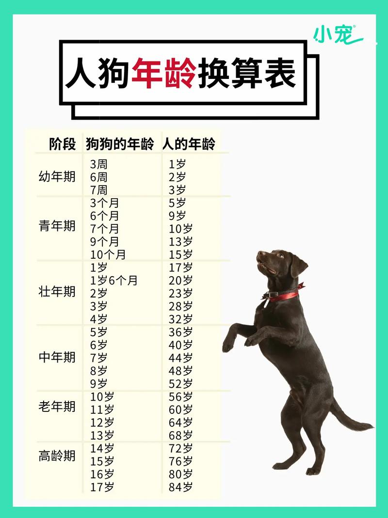 狗八岁相当于人多少岁_狗龄换算不简单?科学告诉你如何算! 狗八岁相当于人多少岁_狗龄换算不简单?科学告诉你如何算!