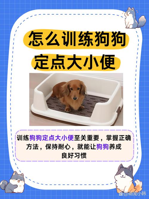 如何训练狗定点排便_狗狗定点大小便训练法 如何训练狗定点排便_狗狗定点大小便训练法
