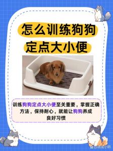 如何训练狗定点排便_狗狗定点大小便训练法