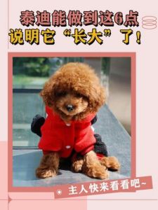 不想让泰迪长大的方法_泰迪体型遗传？管住嘴迈开腿，避免肥胖很关键！