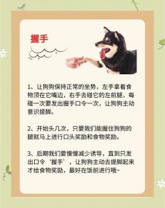 如何有效预防狗狗蝴蝶结卡住，保障宠物安全的实用方法