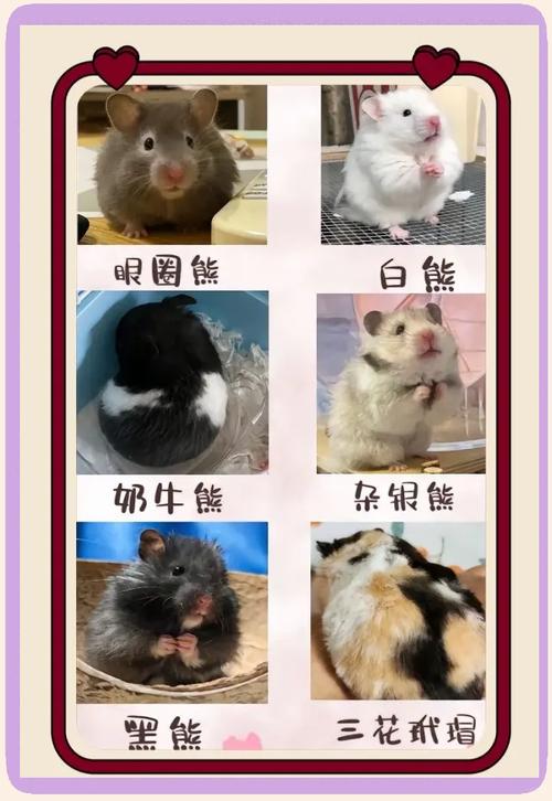 巨型仓鼠的品种_金丝熊加卡利亚坎贝尔罗伯罗夫斯基特点 巨型仓鼠的品种_金丝熊加卡利亚坎贝尔罗伯罗夫斯基特点