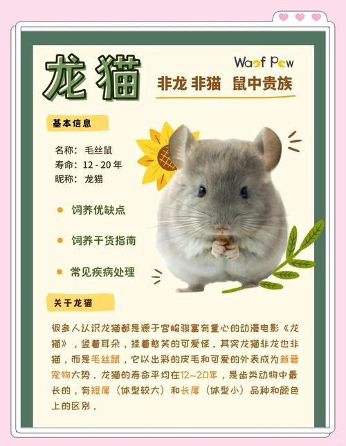 龙猫怎么养新手入门_温顺活泼好养吗? 龙猫怎么养新手入门_温顺活泼好养吗?