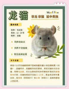 龙猫怎么养新手入门_温顺活泼好养吗？