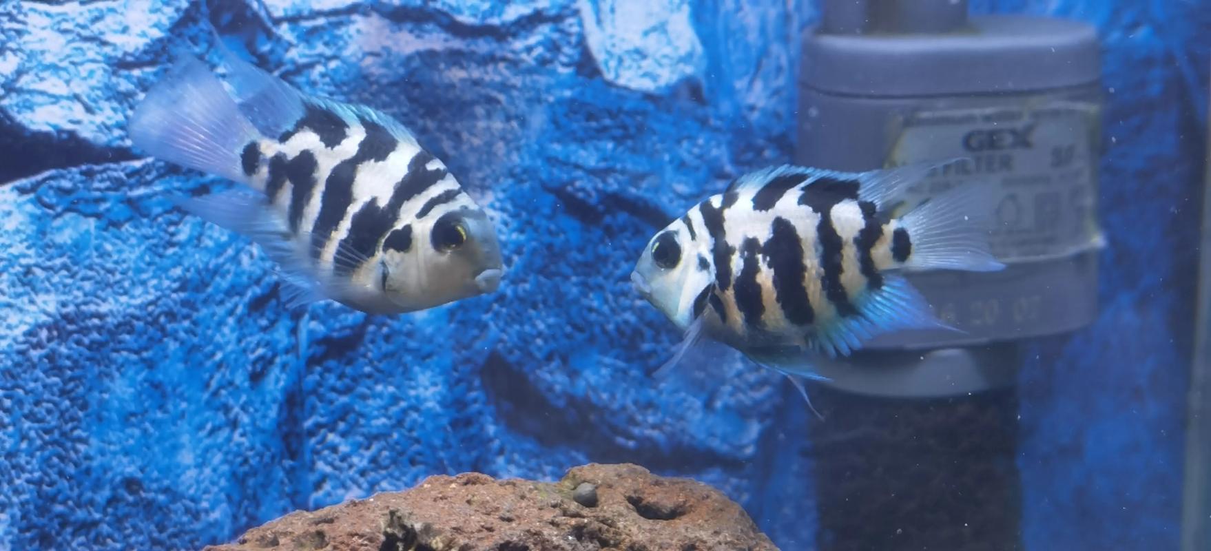 迷你鹦鹉鱼好喂吗_迷你鹦鹉鱼养护全攻略 迷你鹦鹉鱼好喂吗_迷你鹦鹉鱼养护全攻略