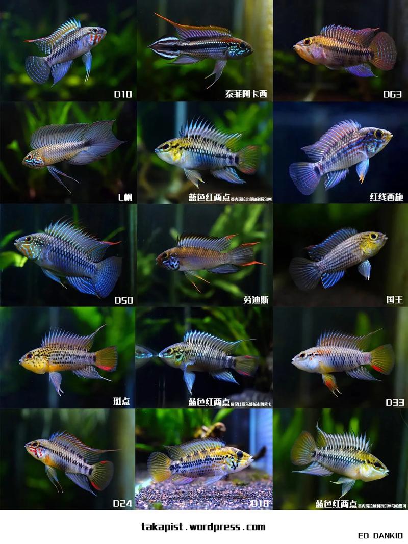 金波子是南美短鲷吗_小巧绚丽易生病,水族爱好者必看! 金波子是南美短鲷吗_小巧绚丽易生病,水族爱好者必看!