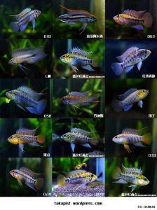 金波子是南美短鲷吗_小巧绚丽易生病，水族爱好者必看！