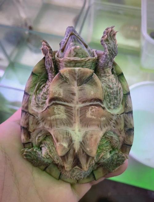 剃刀龟适宜温度_温度环境与喂食要点 剃刀龟适宜温度_温度环境与喂食要点