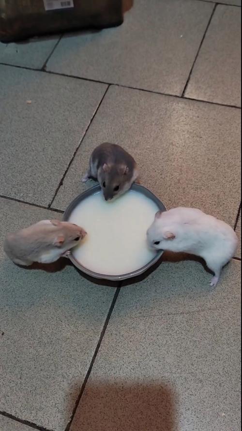 给仓鼠喝了一点纯牛奶_仓鼠不能喝牛奶，谷物蔬菜水果更健康