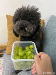 酸奶疙瘩泰迪能吃吗_泰迪喝红枣酸奶好处多，注意选对食物助健康