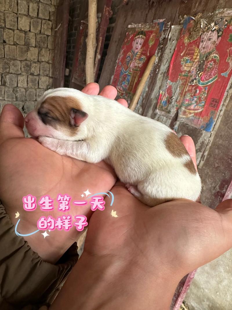 狗要生了要准备什么_狗狗临盆备产房,观察异常速求助 狗要生了要准备什么_狗狗临盆备产房,观察异常速求助