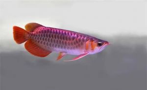 新入缸的银龙鱼多久开口_新银龙鱼多久开口？适应水质后投喂