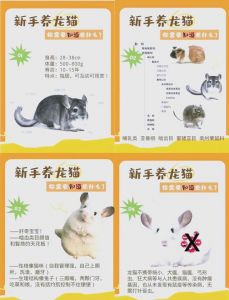 龙猫怎么样算认主人了_龙猫胆小怕人怎么办？