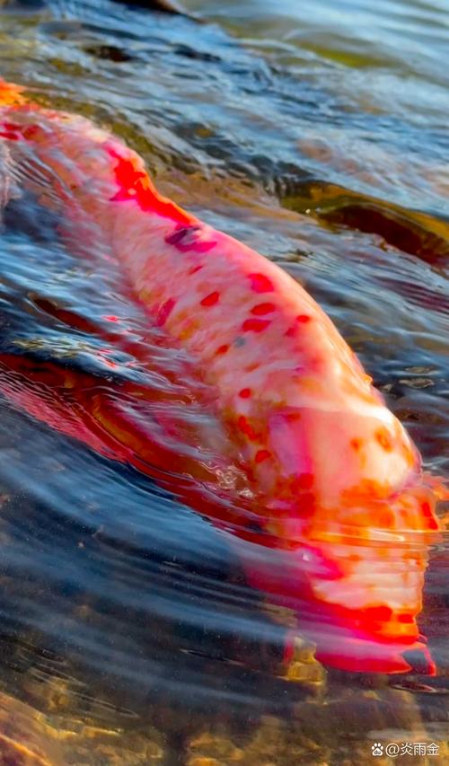 锦鲤为什么一直要去咬另一条鱼_锦鲤咬鱼怎么办?原因与解决方法 锦鲤为什么一直要去咬另一条鱼_锦鲤咬鱼怎么办?原因与解决方法