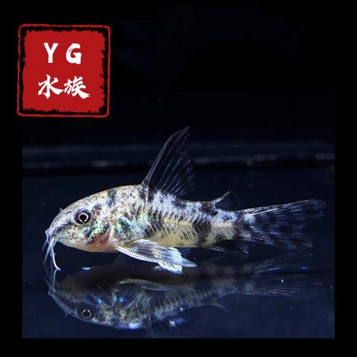 花椒鼠鱼为什么不建议养_警惕!花椒鼠鱼难养,新手请勿碰! 花椒鼠鱼为什么不建议养_警惕!花椒鼠鱼难养,新手请勿碰!