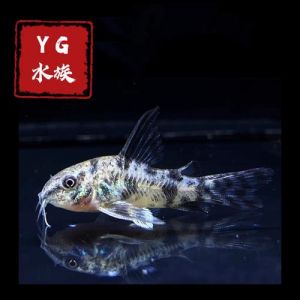 花椒鼠鱼为什么不建议养_警惕！花椒鼠鱼难养，新手请勿碰！