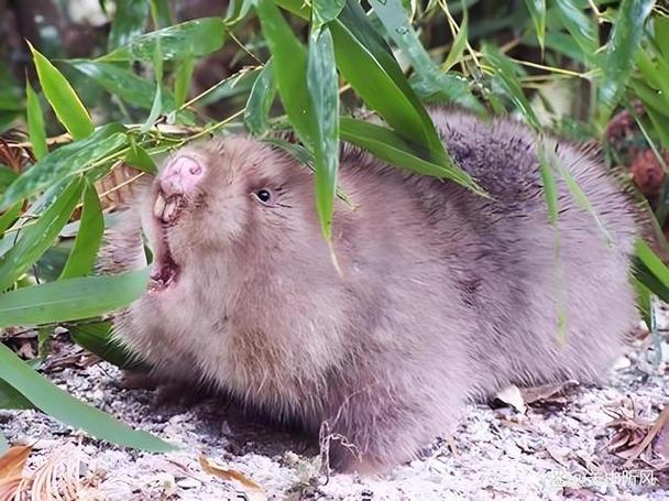 红颊竹鼠和银星竹鼠哪个品种好养_红颊慢环境高,银星强繁殖快 红颊竹鼠和银星竹鼠哪个品种好养_红颊慢环境高,银星强繁殖快