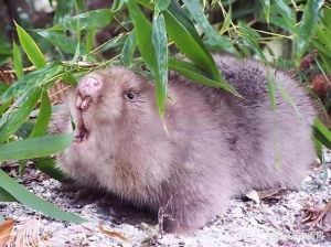 红颊竹鼠和银星竹鼠哪个品种好养_红颊慢环境高，银星强繁殖快