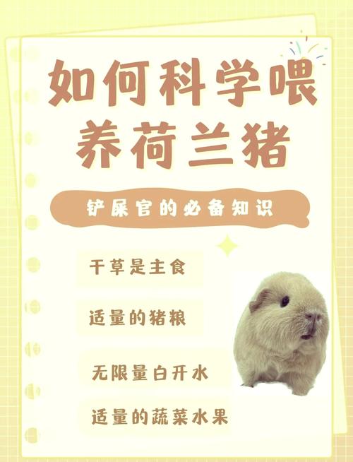 养豚鼠的10大忠告_公冷母亲,健康选,喂草补VC,环境干净,温柔互动 养豚鼠的10大忠告_公冷母亲,健康选,喂草补VC,环境干净,温柔互动