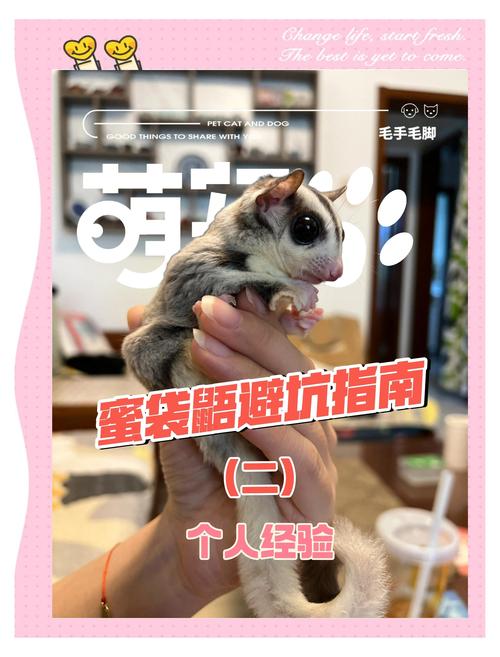 蜜袋鼯和松鼠哪个好养_选蜜袋鼯还是松鼠?性格精力大不同 蜜袋鼯和松鼠哪个好养_选蜜袋鼯还是松鼠?性格精力大不同