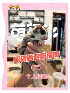 蜜袋鼯和松鼠哪个好养_选蜜袋鼯还是松鼠？性格精力大不同