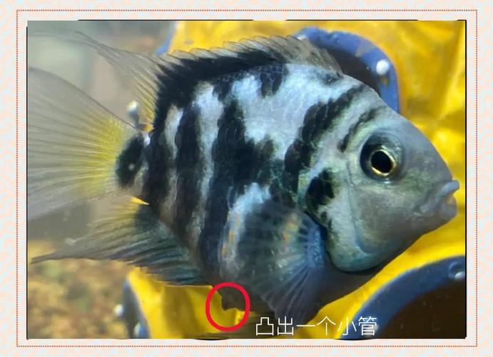 迷你鹦鹉鱼生产征兆_迷你鹦鹉鱼母鱼变橘红产卵信号 迷你鹦鹉鱼生产征兆_迷你鹦鹉鱼母鱼变橘红产卵信号