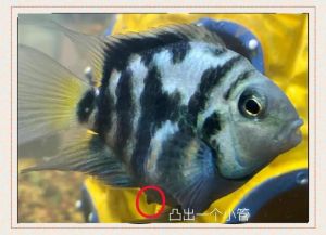 迷你鹦鹉鱼生产征兆_迷你鹦鹉鱼母鱼变橘红产卵信号