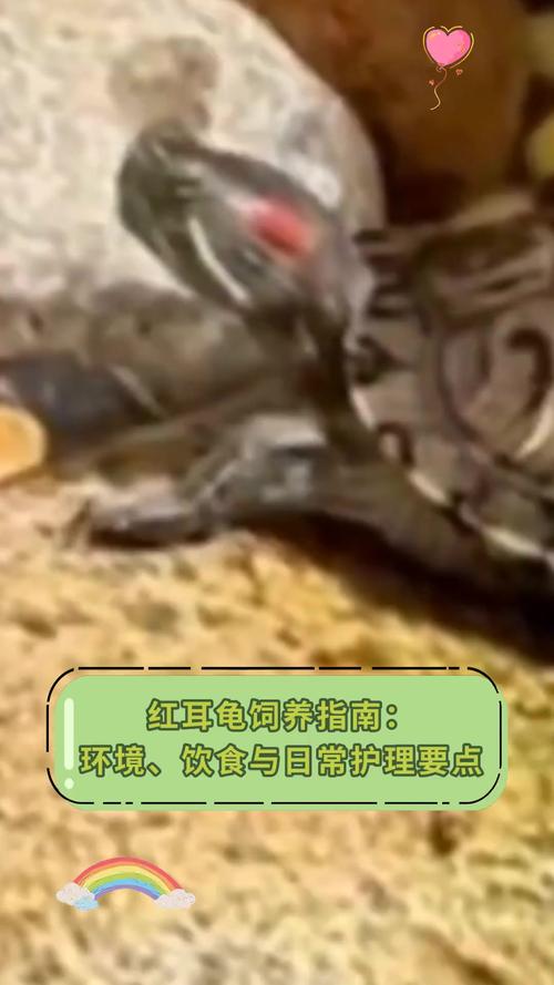 红耳龟为什么不建议养了_不推荐养红耳龟,健康生态都有风险 红耳龟为什么不建议养了_不推荐养红耳龟,健康生态都有风险