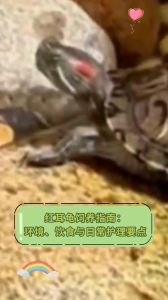 红耳龟为什么不建议养了_不推荐养红耳龟，健康生态都有风险