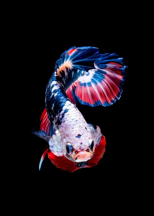 龙凤鲤会咬锦鲤吗_龙凤锦鲤锦鲤混养可行吗? 龙凤鲤会咬锦鲤吗_龙凤锦鲤锦鲤混养可行吗?