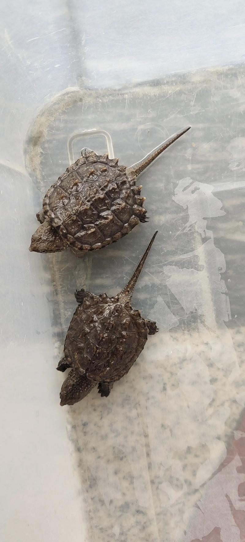 杂佛鳄龟生长速度对照表_生长快性格猛,饲养需空间安全 杂佛鳄龟生长速度对照表_生长快性格猛,饲养需空间安全