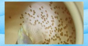 迷你鹦鹉鱼卵_迷你鹦鹉鱼孵化和养护全攻略