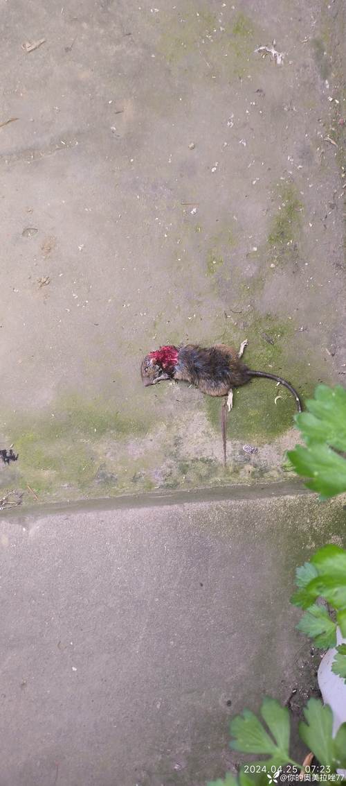 黑家鼠和褐家鼠_害鼠防治与生态平衡