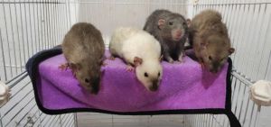 长的像老鼠的宠物叫什么_像老鼠的宠物有哪些？