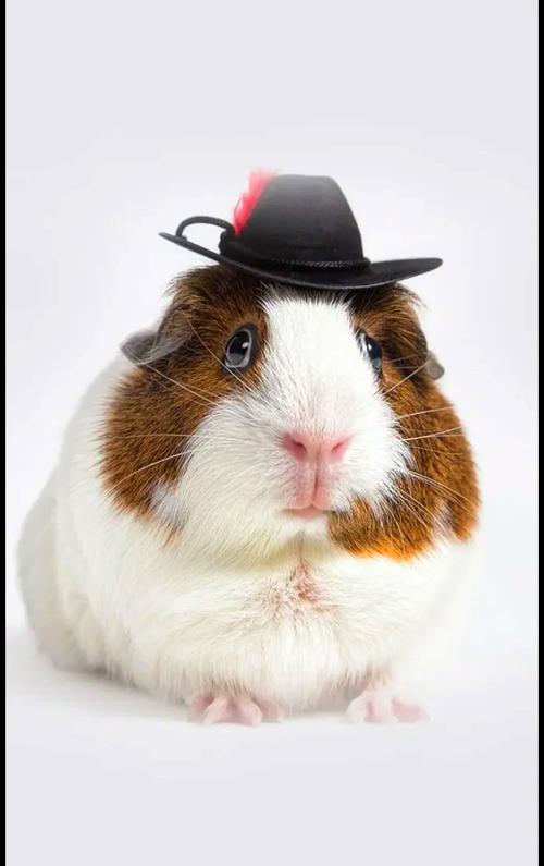 养鼠类宠物哪种最好_选仓鼠还是荷兰鼠?看空间和互动需求! 养鼠类宠物哪种最好_选仓鼠还是荷兰鼠?看空间和互动需求!