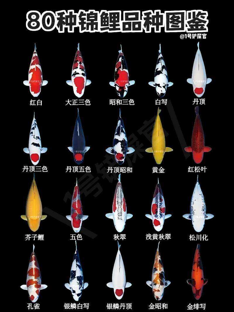 15到20厘米锦鲤一次喂几粒_水温影响锦鲤喂食量及标准 15到20厘米锦鲤一次喂几粒_水温影响锦鲤喂食量及标准