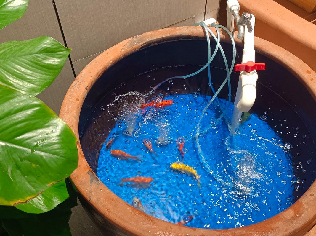 大水缸适合养什么鱼_选对鱼种管好水 大水缸适合养什么鱼_选对鱼种管好水