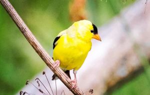 黄鹂鸟可以私人养吗_保护黄鹂鸟，勿私养违法，放归自然