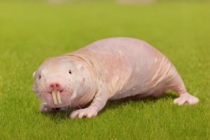 裸鼹鼠寿命_基因环境结合抗衰老