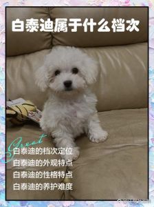 白泰迪属于什么档次_颜值性格高，养护需细心