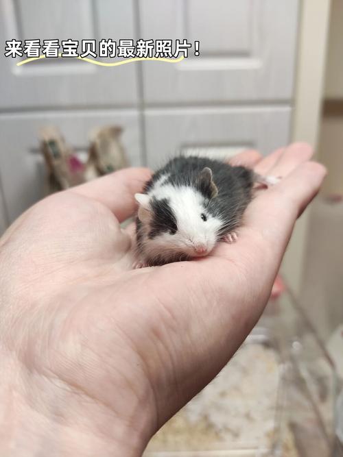 缎子鼠聪明吗_聪明优雅缎子鼠,认主需耐心陪伴 缎子鼠聪明吗_聪明优雅缎子鼠,认主需耐心陪伴